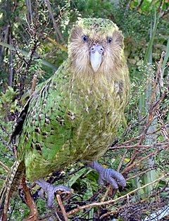 Standing Kakapo